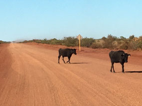 Pardoo cows on the road out