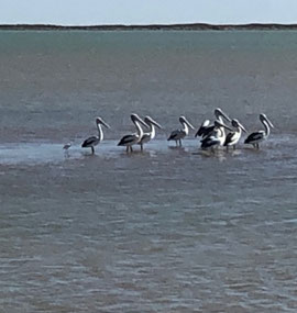 Some of the bird life on the ponds