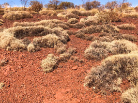 A good stand of spinifex