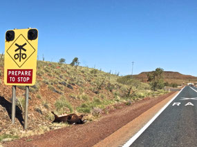 About 5 road kill on the way