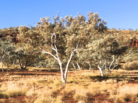 Small gums with very white trunk & limbs