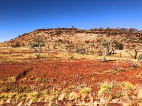 Spinifex and red dirt a good combination