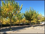 Sunny Campsite in Pals-Spain