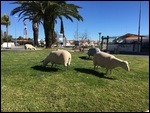 Sheep on the Roundabout...
