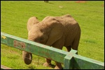 Elephants Wandering in Large Natural Areas...
