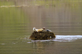 Seals are common here
