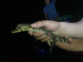 Small cayman
