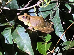 Small toads making tremendous noise