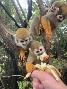 Very cute squirrel monkeys