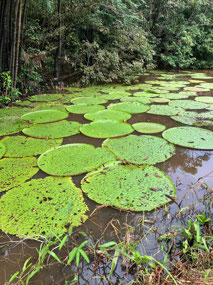 water lilies - but not Victoria regia (Amazonica)