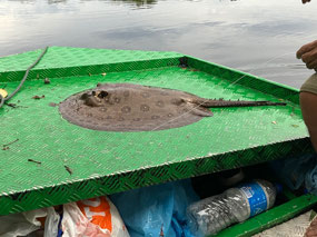 Stingray