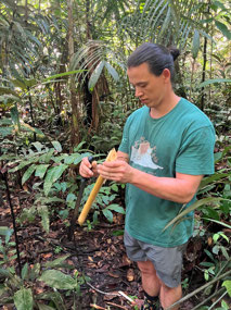 The core of a specific palm tree is eatable