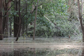 High water