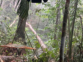 Tree fell over during a storm