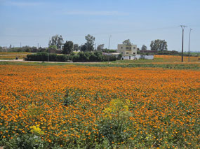 Beautiful colors in the fields