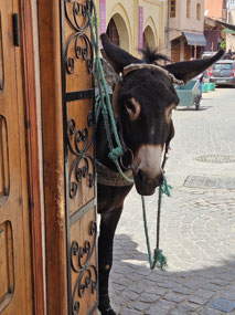 Donkeys provide much of the merchandise