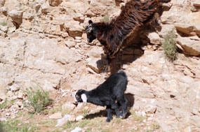 Goats