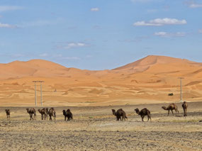The ships of the desert