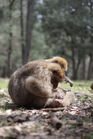 Macaques in the forest