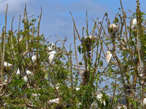 Egrets nesting together