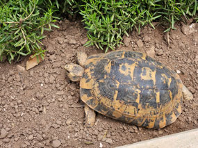 Tortoise in the Chellah gardens