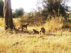 Baboon family.