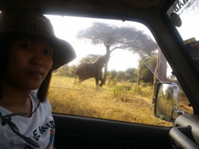 Close to the wildlife