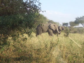 Elephants