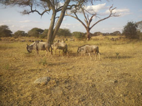Wildebeest