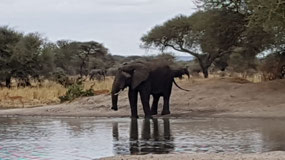 Elephant at water hole.