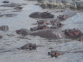 Hippos  in the river.