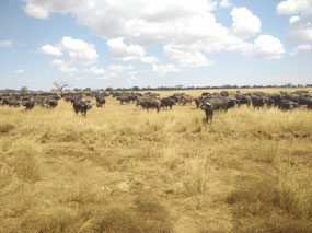 Wildebeest