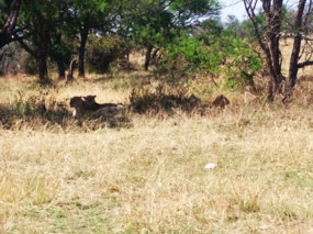 Lions on the road