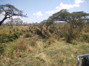 Wildebeest