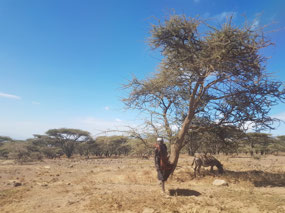 Massai shepherds along the road