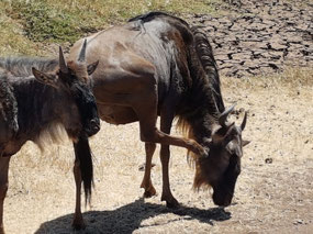 Wildebeest