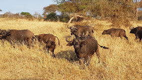Cape buffalo