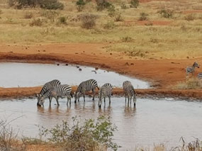 Zebra at a water hole