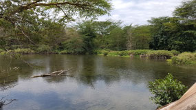 Mzima springs