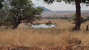 Water hole