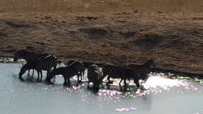 Zebra at the water hole