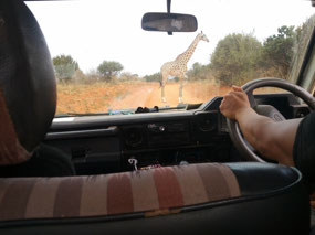 Animals have the right of way.
