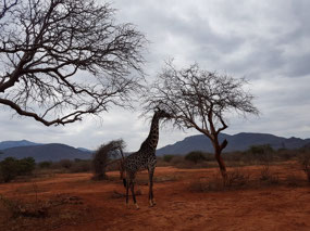 The red soil around Tsavo