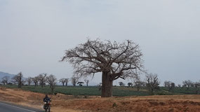 My favorite tree, the baobab