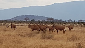 Tsavo East