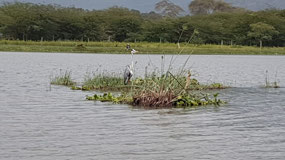Herron, favorite bird of Kari's father