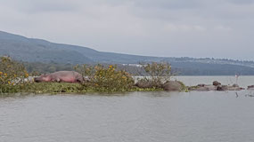 Hippos basking near the shores