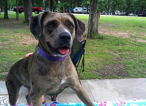 Sheeba...Wonder Dog