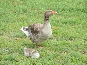 Mother duck and gosling