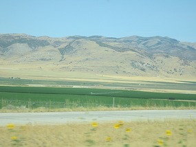 Green crops in fields